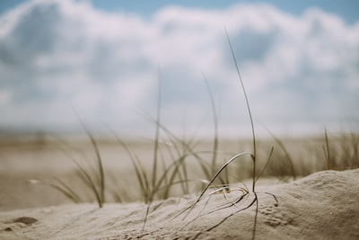 Grass on a sand dune beach