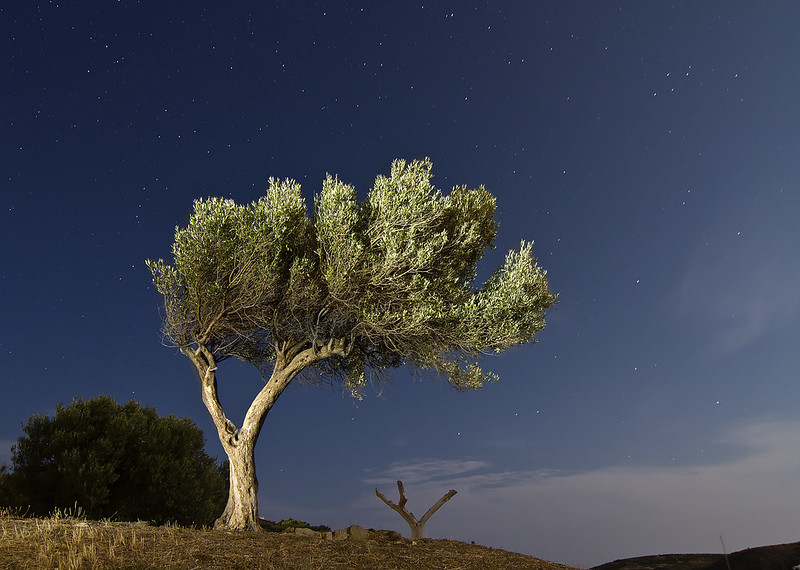 Tocado por la tramontana