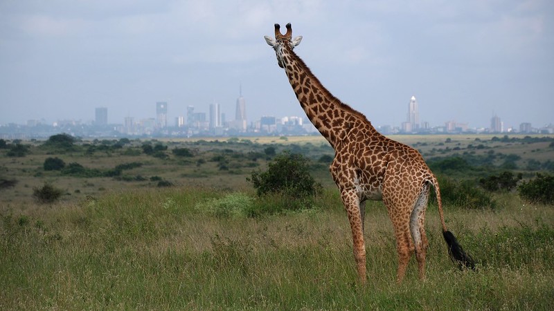 Nairobi National Park, Kenya - Giraffe and City Skyline